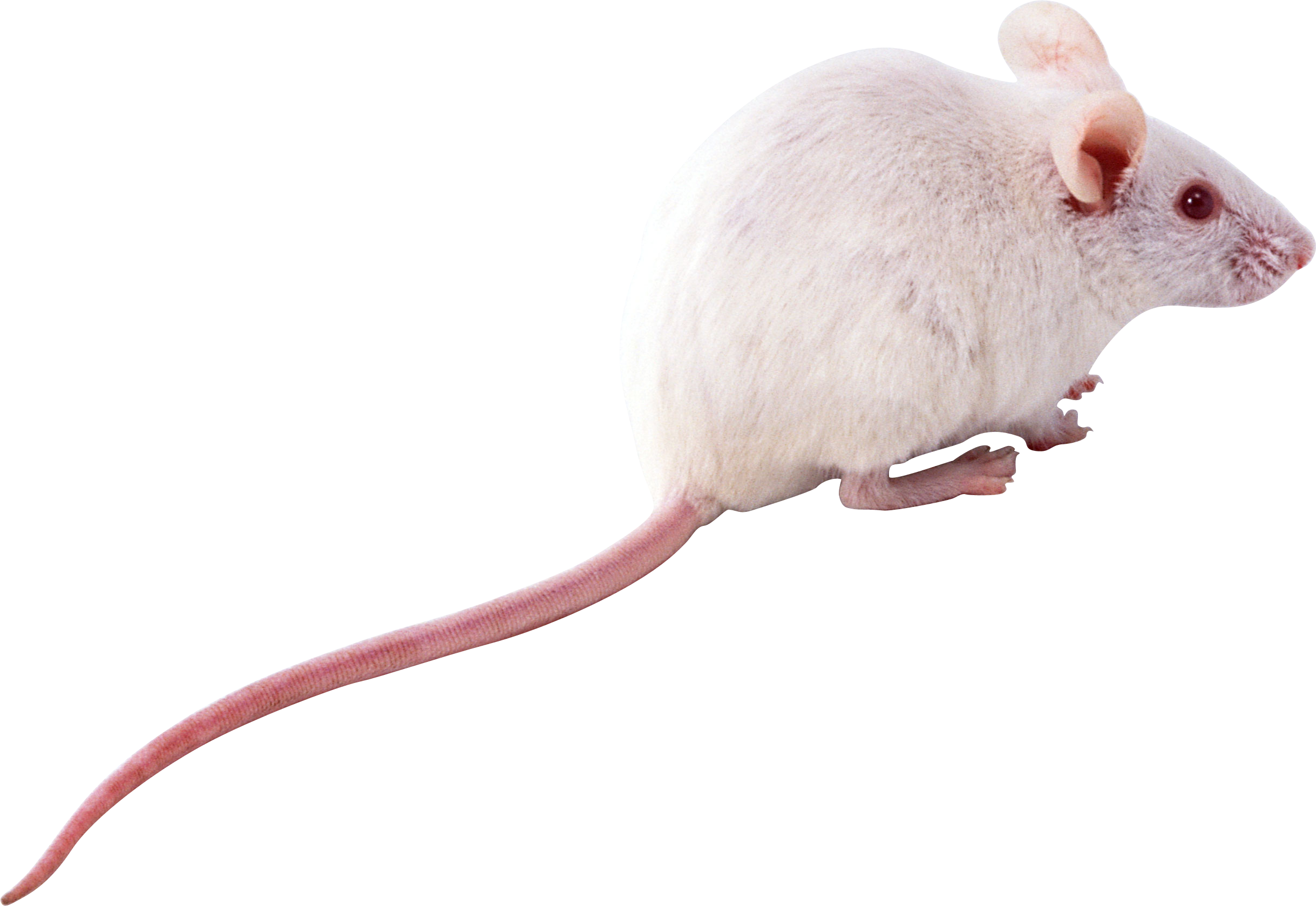 Mouse Animal PNG Isolated Transparent Picture