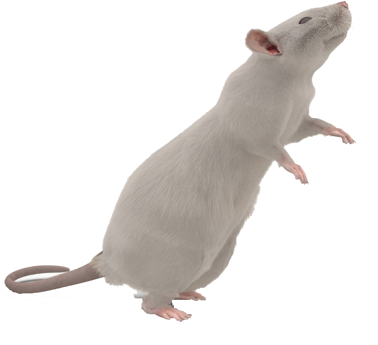 Mouse Animal PNG Photo