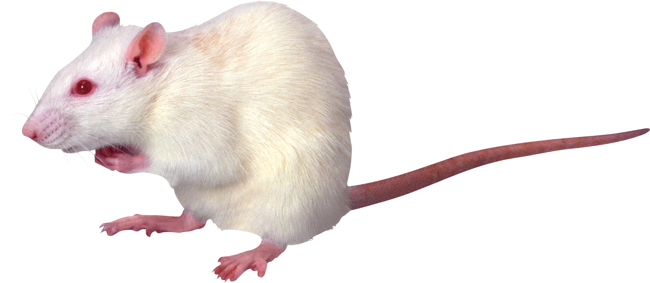 Mouse Animal PNG Pic