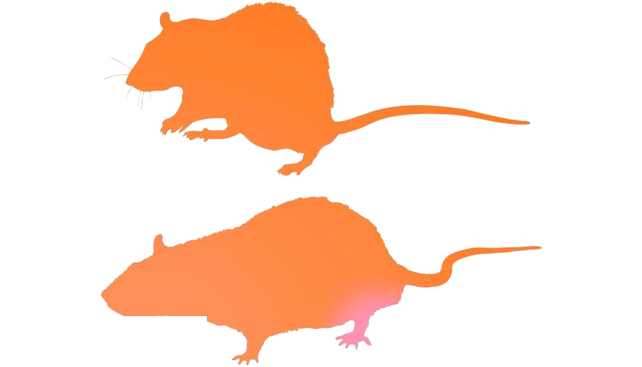 Mouse Animal PNG Picture