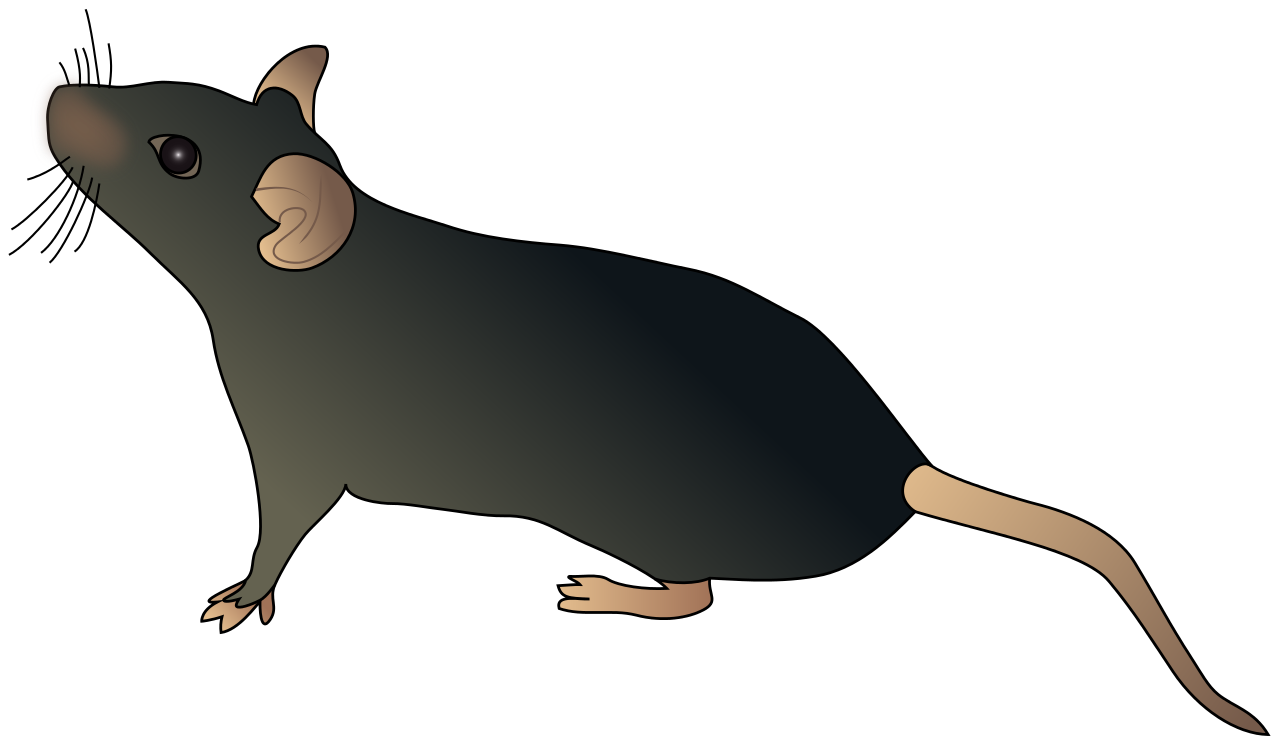 Mouse Animal PNG Transparent Picture