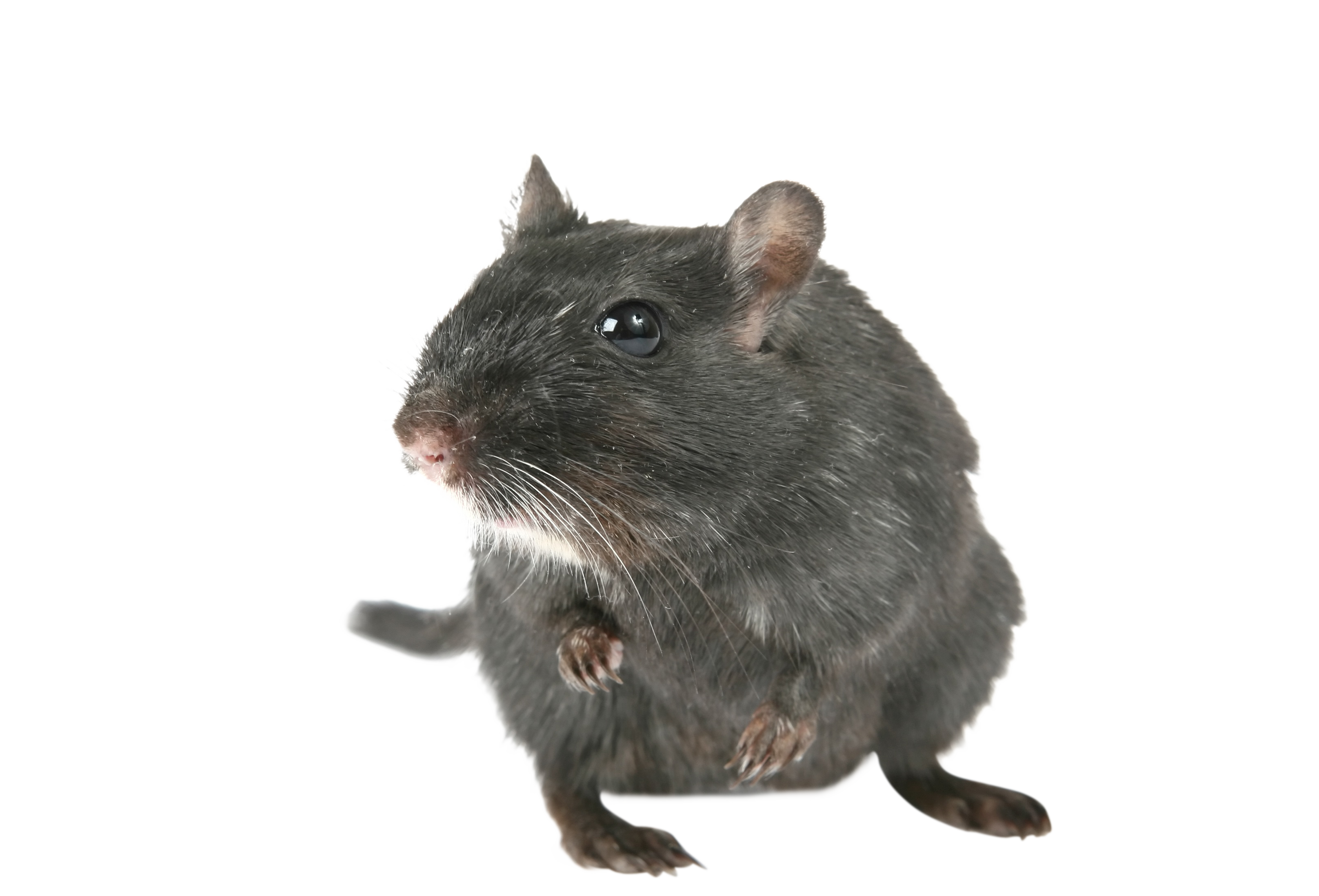 Mouse Animal Transparent Isolated Background