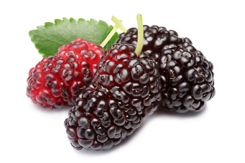 Mulberry PNG File