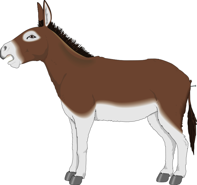 Mule PNG Isolated Photo
