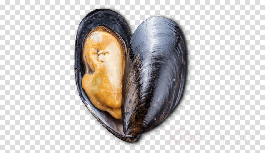 Mussels PNG Clipart