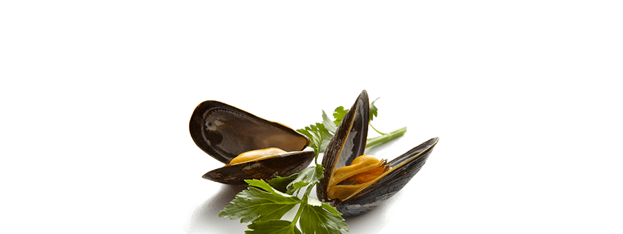 Mussels PNG Isolated Pic