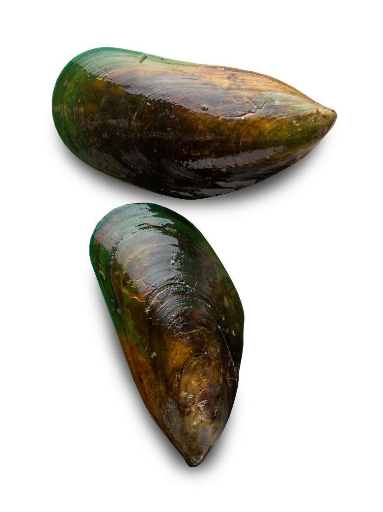 Mussels PNG Pic