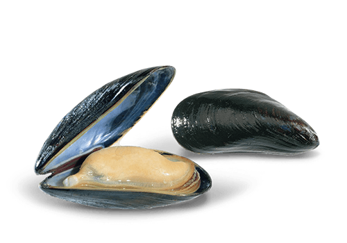 Mussels Transparent PNG