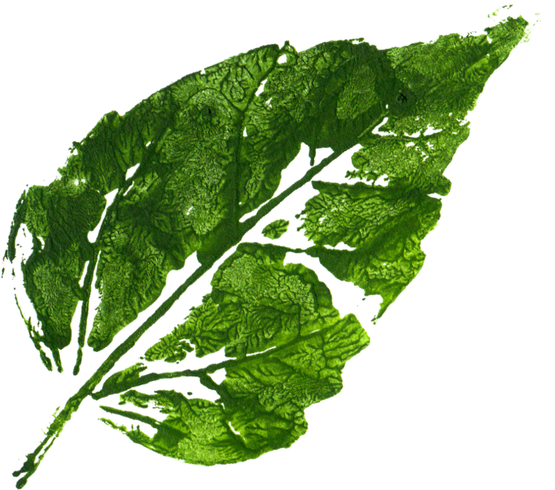 Mustard Greens PNG Isolated Image