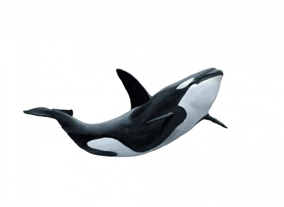 Narwhale PNG Clipart