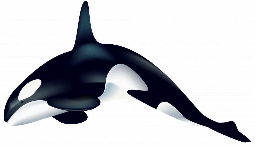 Narwhale PNG File