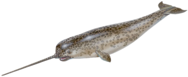 Narwhale PNG Isolated Image