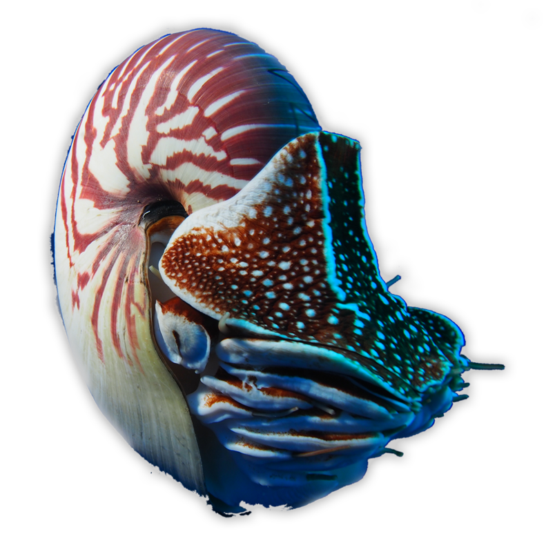 Nautilidae PNG