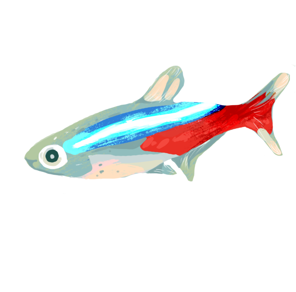 Neon Tetra PNG File