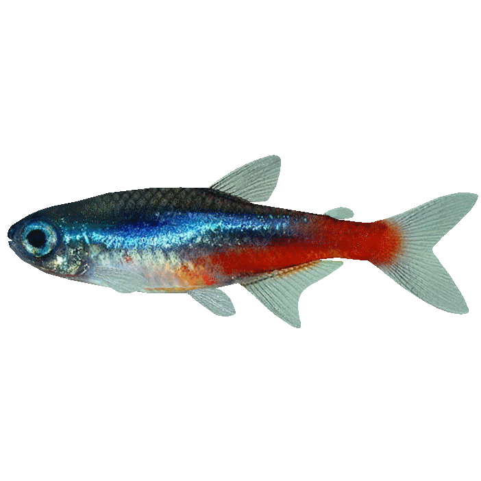 Neon Tetra PNG Isolated File