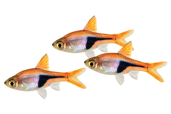 Neon Tetra PNG Isolated HD