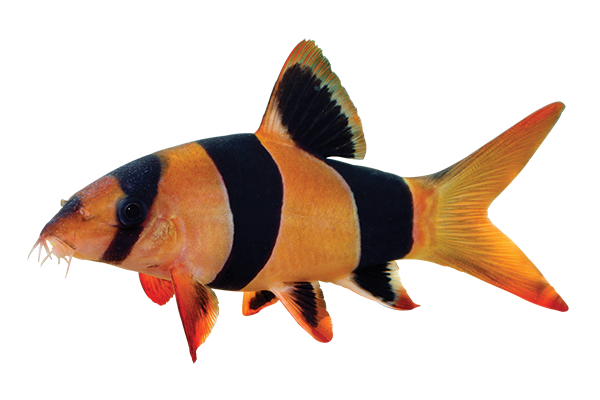 Neon Tetra PNG Isolated Pic