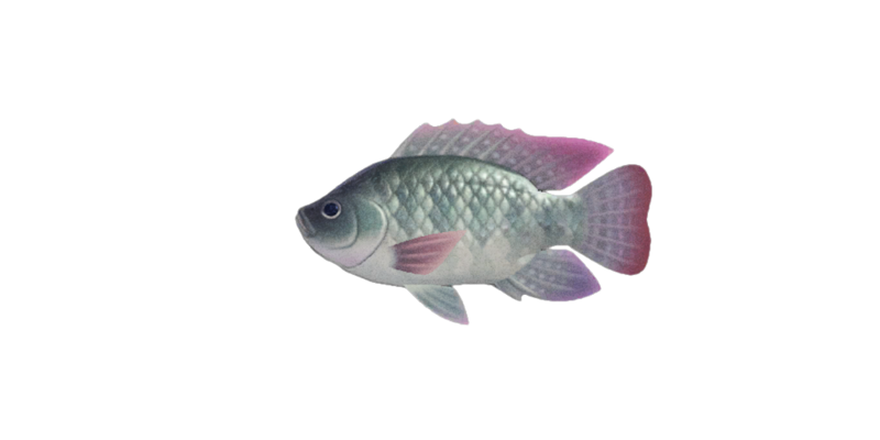 Nile Tilapia PNG HD Isolated
