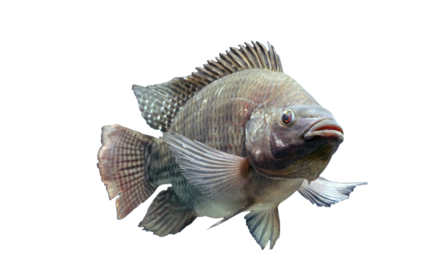 Nile Tilapia PNG Isolated File