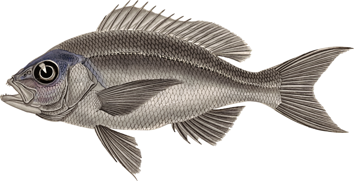 Nile Tilapia PNG Isolated HD