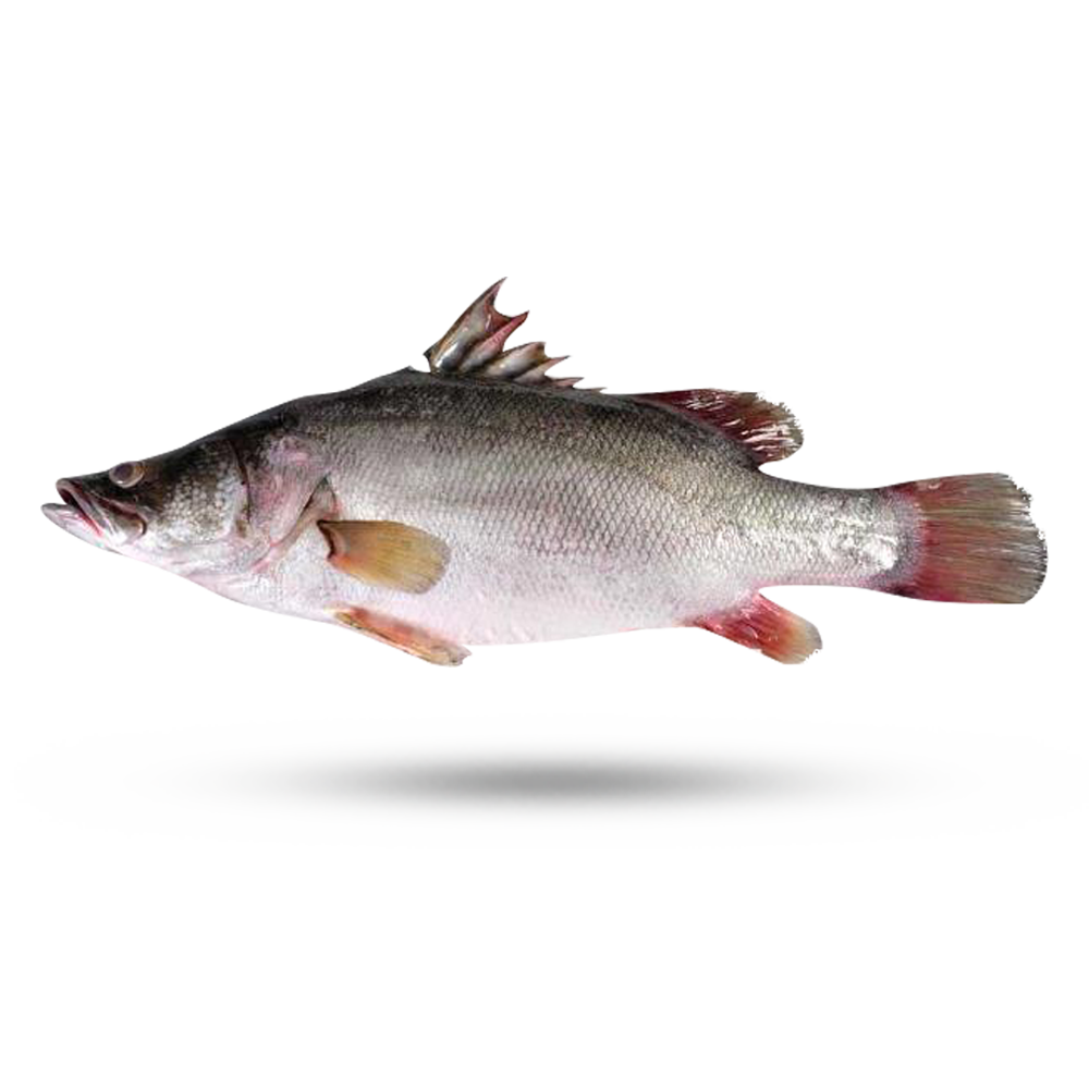 Nile Tilapia PNG Isolated Pic