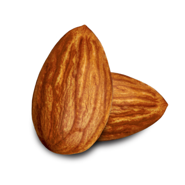 Nut PNG Free Download