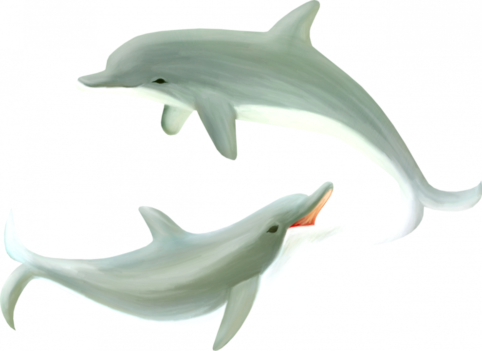 Oceanic Dolphins PNG File