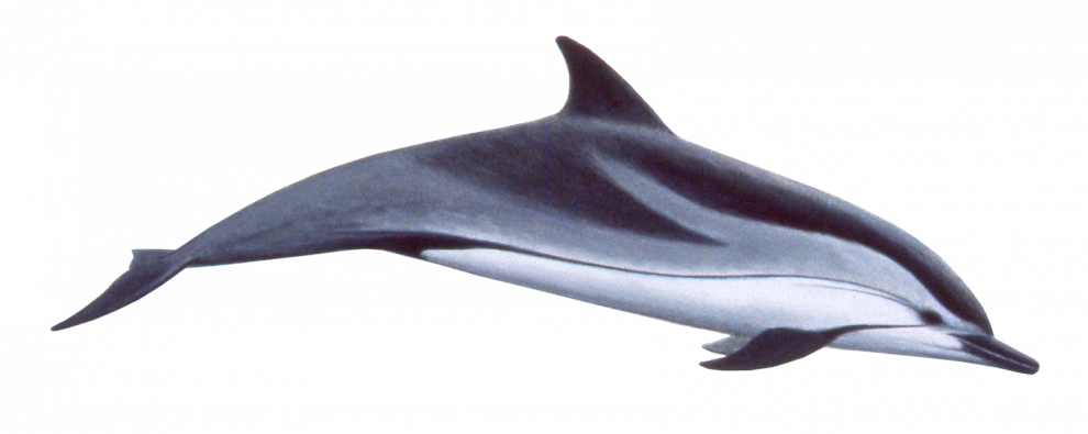 Oceanic Dolphins PNG Free Download