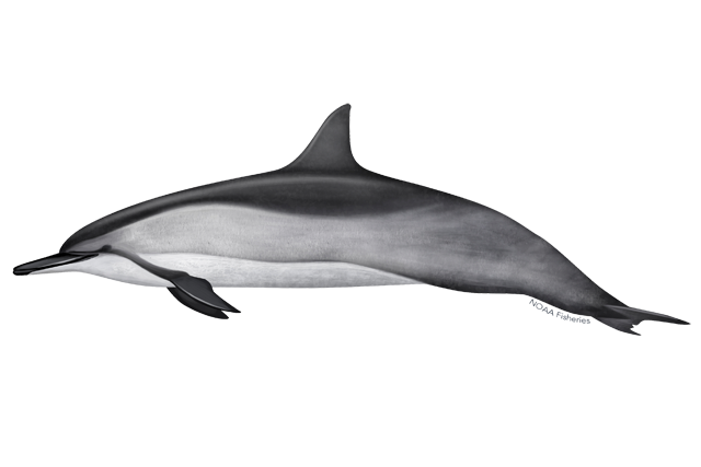 Oceanic Dolphins PNG HD Isolated