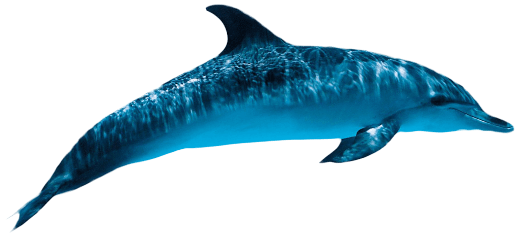 Oceanic Dolphins PNG HD
