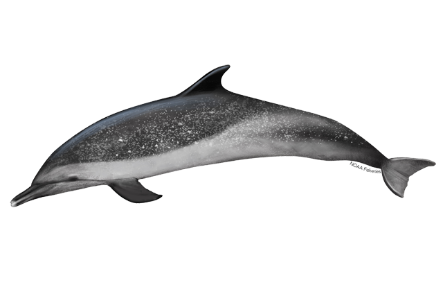 Oceanic Dolphins PNG Isolated HD