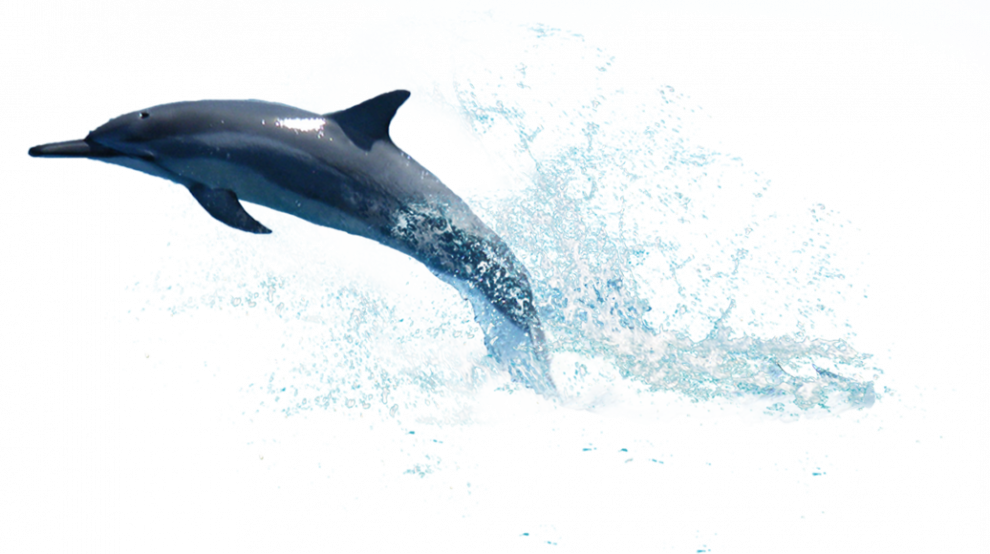 Oceanic Dolphins PNG Isolated Image