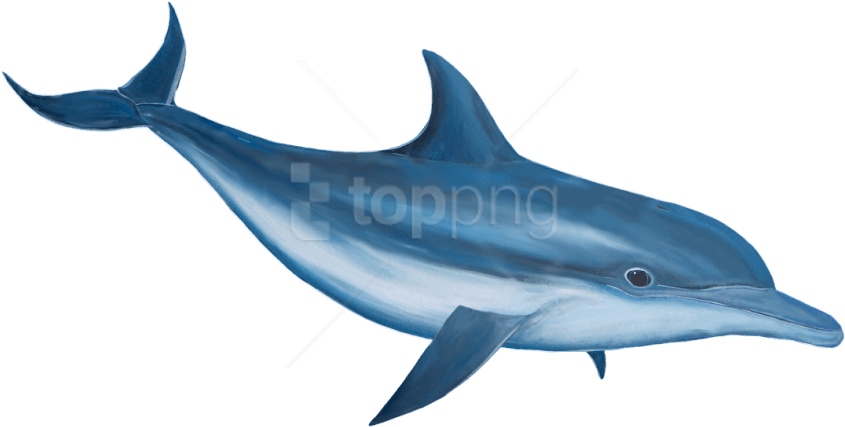 Oceanic Dolphins PNG Isolated Pic