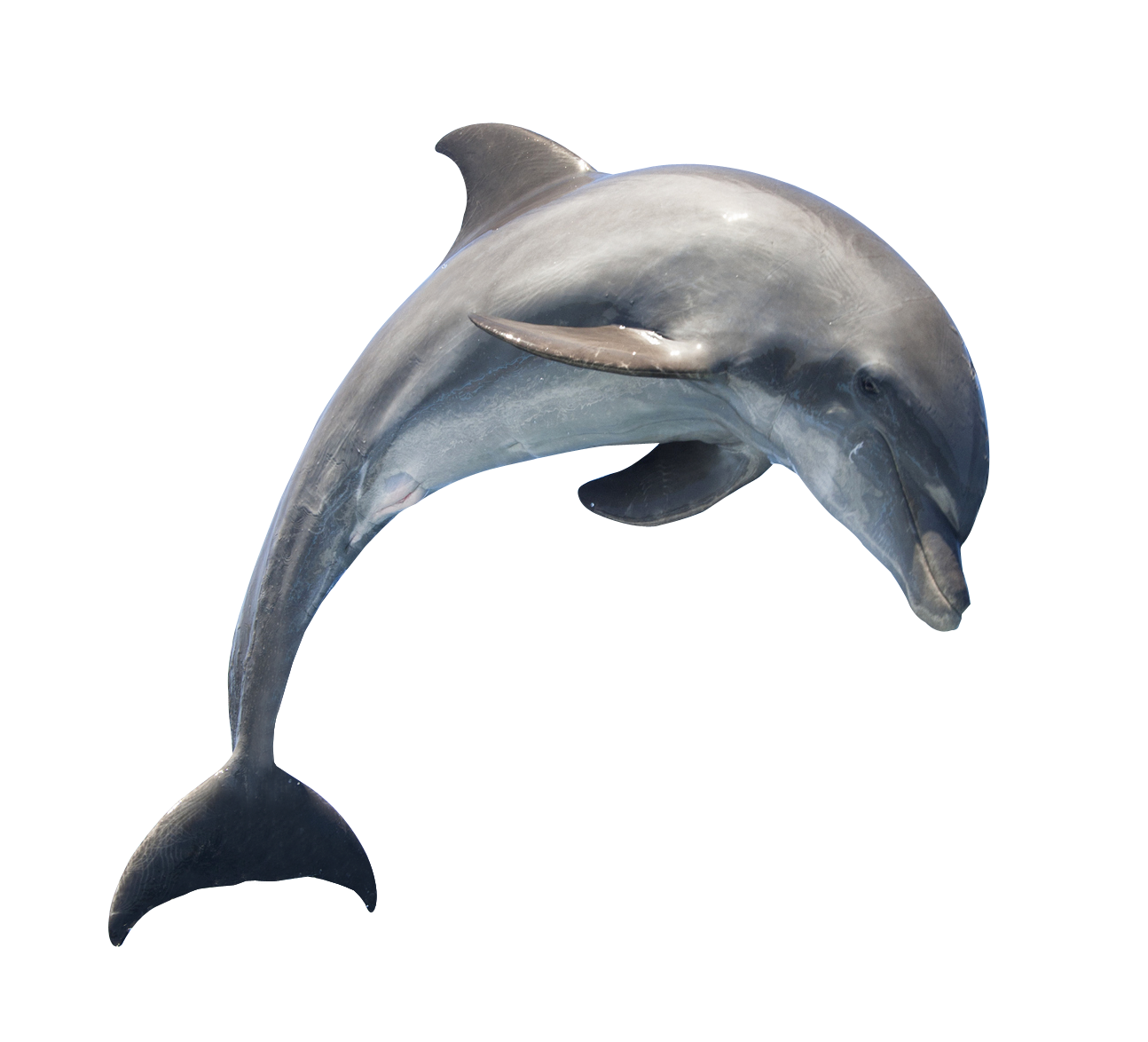 Oceanic Dolphins PNG Photos