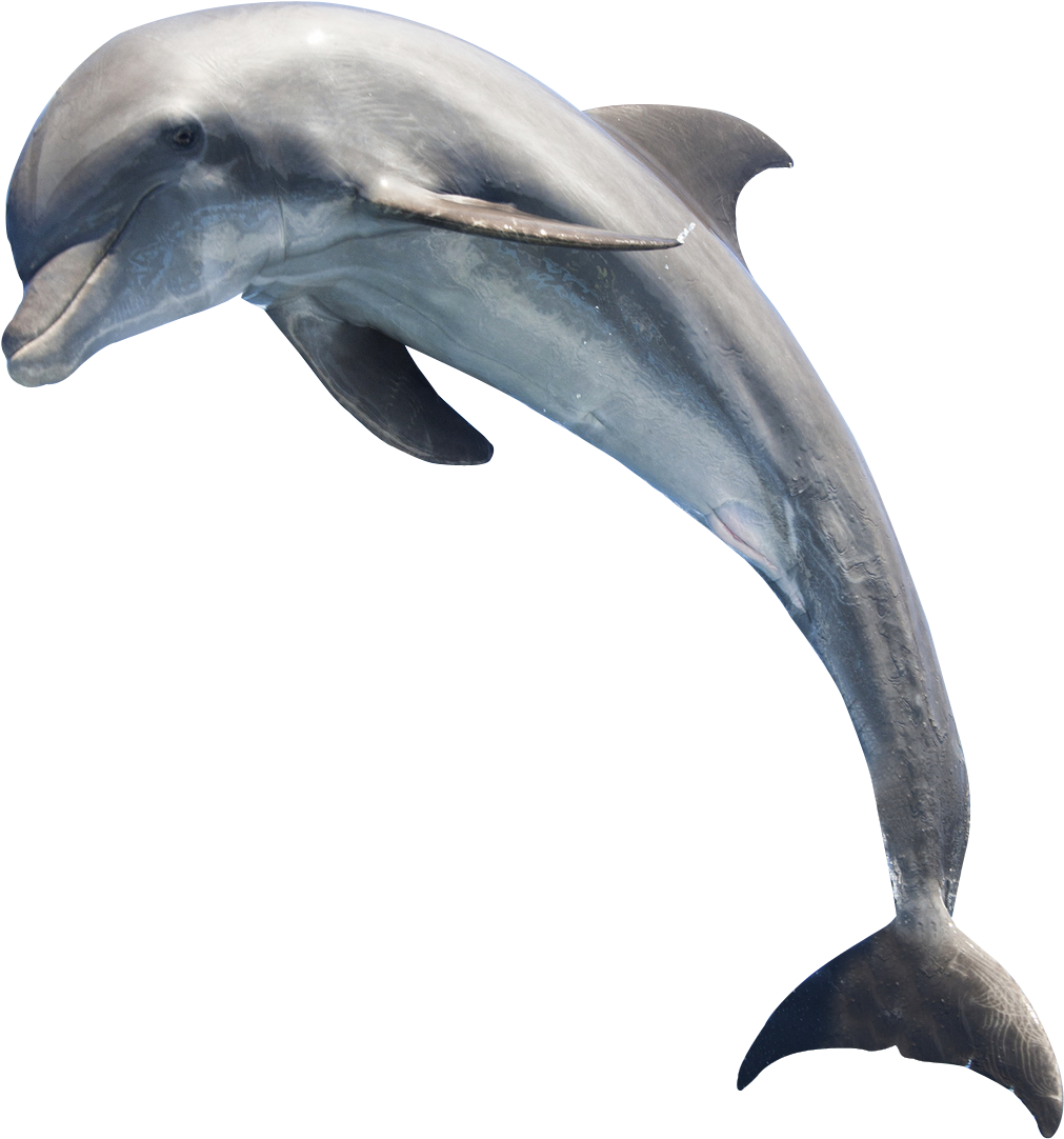 Oceanic Dolphins PNG