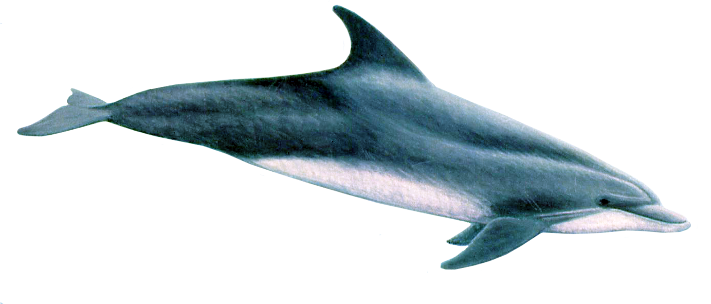 Oceanic Dolphins Transparent PNG