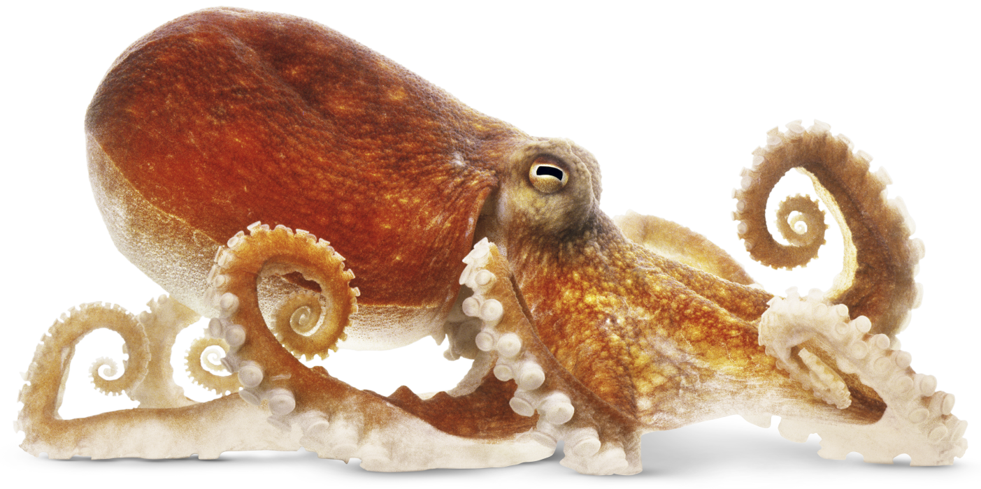 Octopuse PNG
