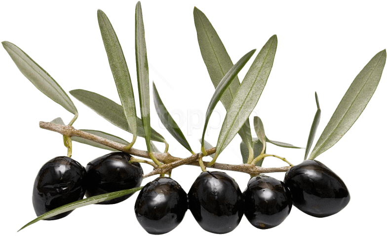 Olives Transparent PNG
