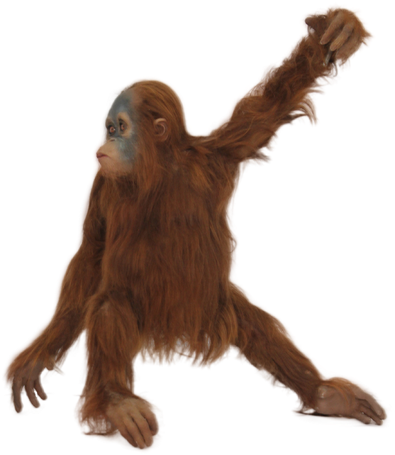 Orangutan PNG HD