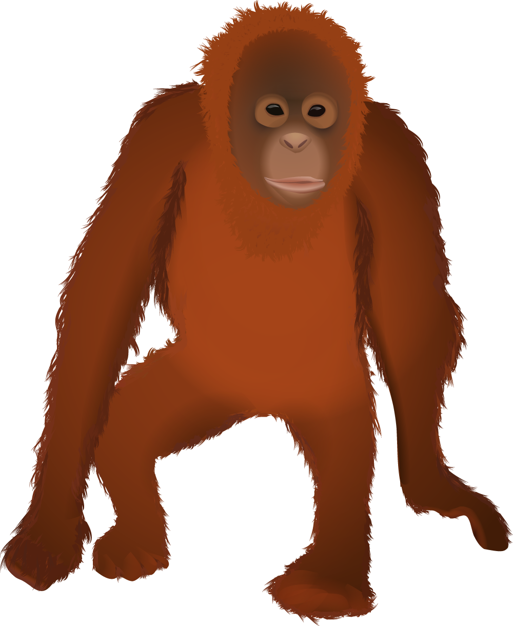 Orangutan PNG Isolated File