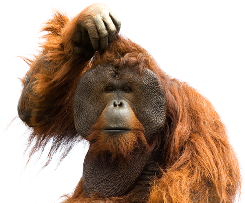 Orangutan PNG Isolated Photo