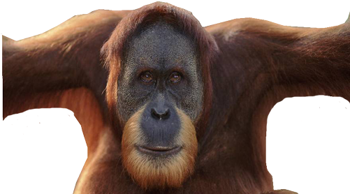 Orangutan PNG Pic