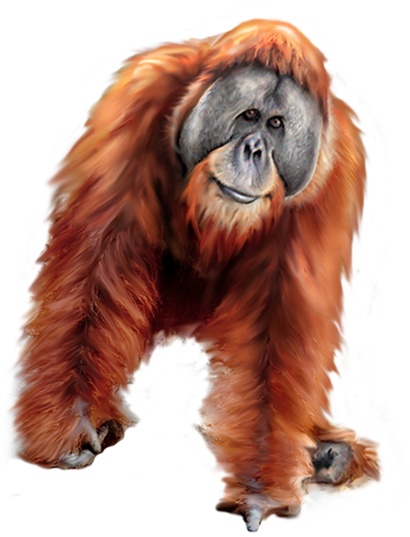 Orangutan PNG Transparent