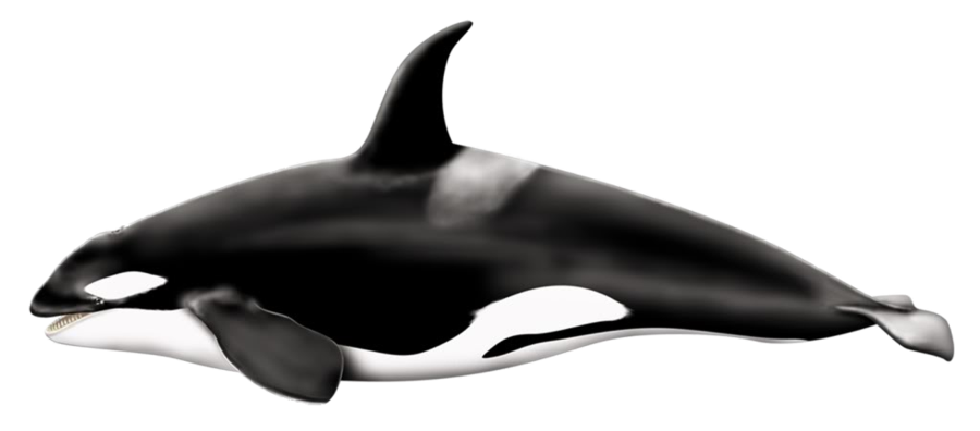 Orca PNG File