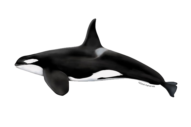 Orca PNG HD Isolated