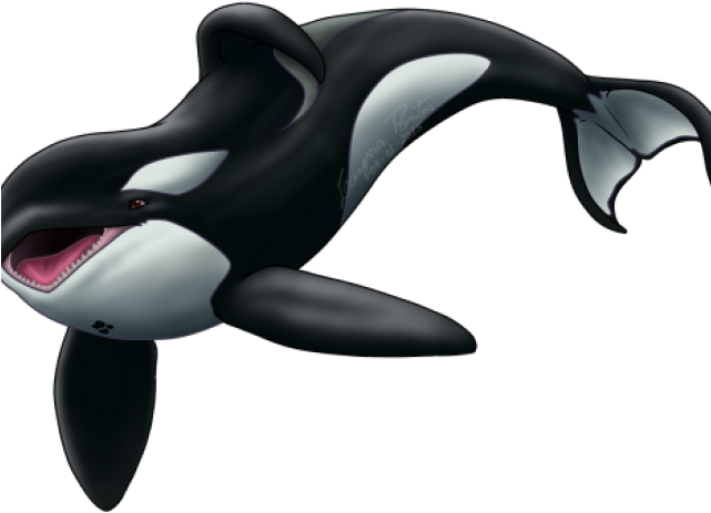 Orca PNG Isolated File