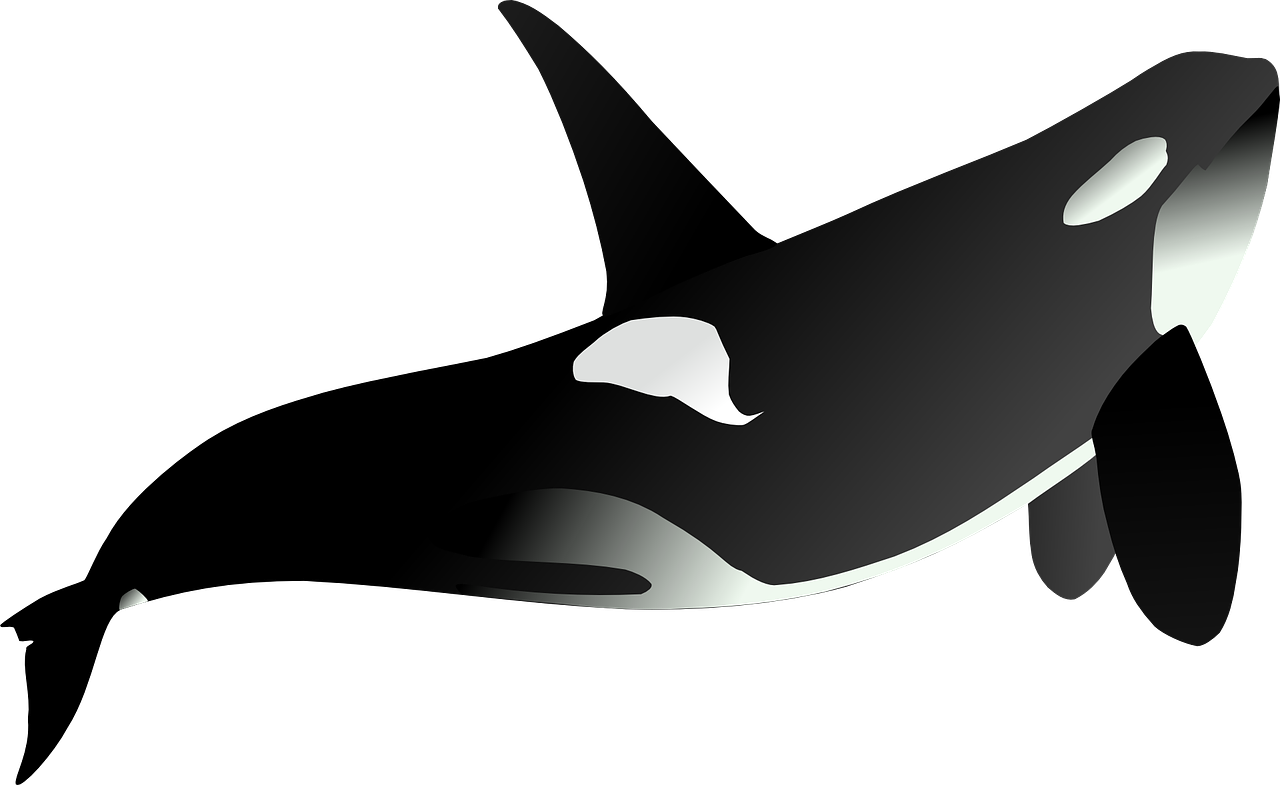 Orca PNG Isolated HD