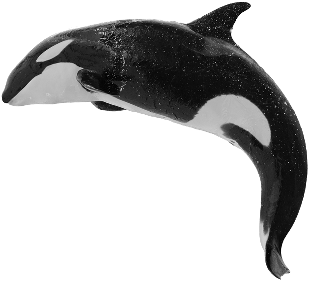 Orca PNG Isolated Image