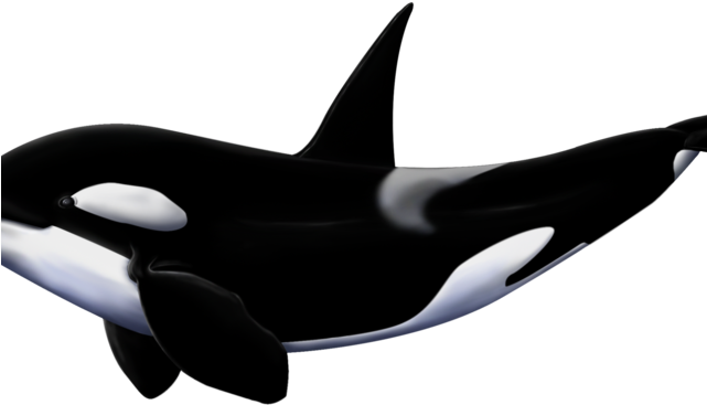 Orca PNG Isolated Pic