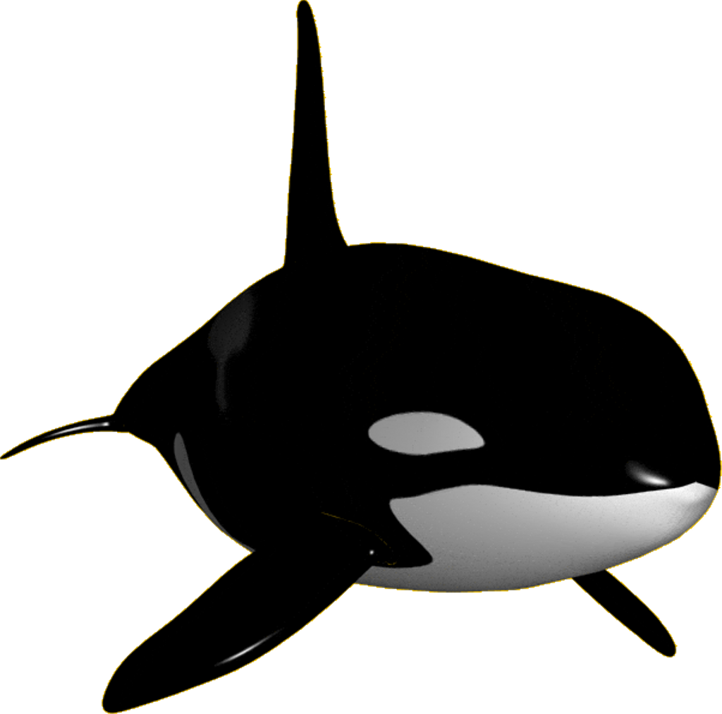 Orca PNG Pic